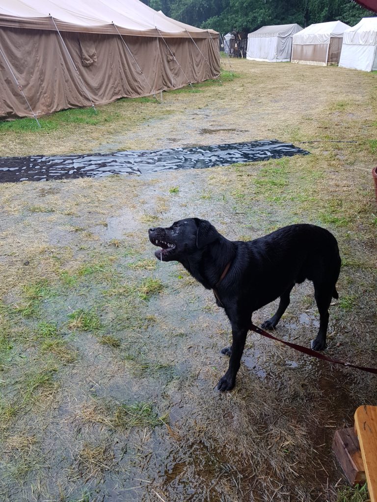 Hund im Regen vor dem orientalischen Badehuas